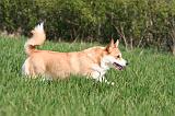 CORGI PEMBROKE 1313